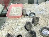 Orj Babyface British Shorthair Wiskas Bebeklerimiz