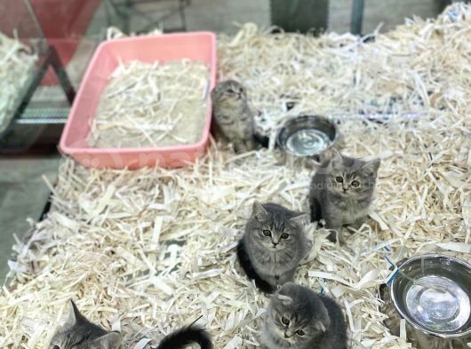 Orj Babyface British Shorthair Wiskas Bebeklerimiz