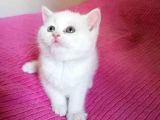 45 Günlük 3 Adet British Shorthair Yavru