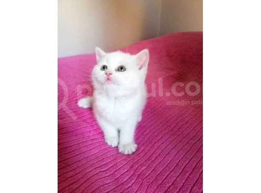 45 Günlük 3 Adet British Shorthair Yavru görsel