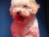 2 Aylik Erkek Malti̇poo