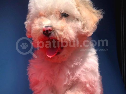 2 Aylik Erkek Malti̇poo