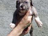 Pocketbully Bu Yavrular Kaçmaz