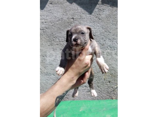 Pocketbully Bu Yavrular Kaçmaz