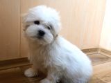 Orj. Babyface Maltese Teri̇er  Bebeklerimiz