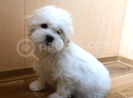 Orj. Babyface Maltese Teri̇er  Bebeklerimiz görsel