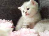 British Shorthair Silver Yavrularımız Yuva Arıyor (Son 1 Adet Kaldı)