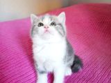 45 Günlük 3 Adet British Shorthair Yavru