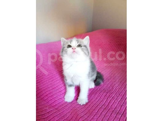 45 Günlük 3 Adet British Shorthair Yavru