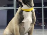 Orj. Babyface French Buldog Bebeklerimiz