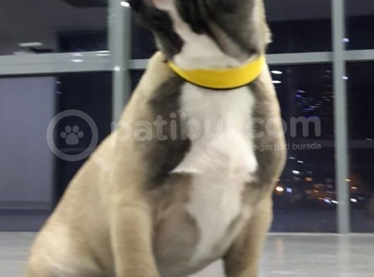 Orj. Babyface French Buldog Bebeklerimiz görsel