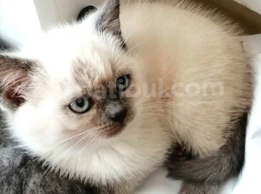 Bri̇ti̇sh Shorthai̇r Annealti Sahi̇bi̇nden Antalya görsel