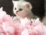 British Shorthair Silver Yavrularımız Yuva Arıyor (Son 1 Adet Kaldı)