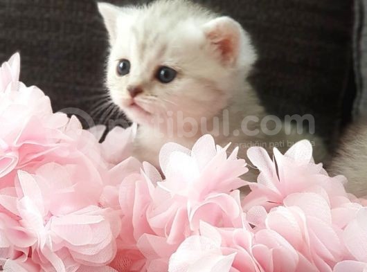British Shorthair Silver Yavrularımız Yuva Arıyor (Son 1 Adet Kaldı) görsel