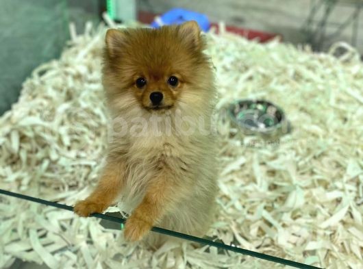Orj.  Pomerian Boo Bebeklerimiz görsel