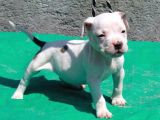 Pocketbully Bu Yavrular Kaçmaz