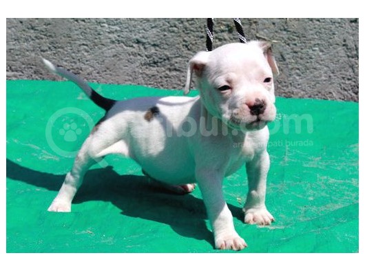 Pocketbully Bu Yavrular Kaçmaz görsel
