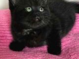 45 Günlük 3 Adet British Shorthair Yavru