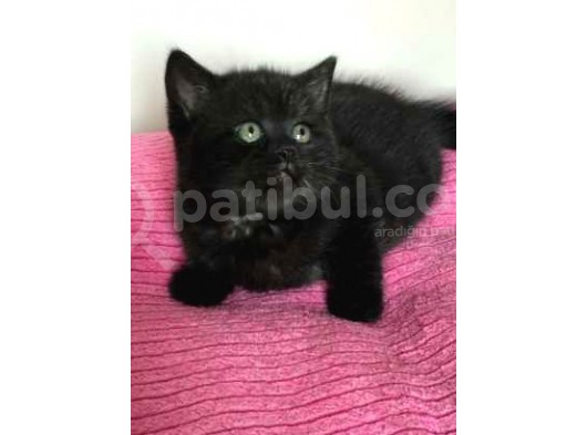 45 Günlük 3 Adet British Shorthair Yavru görsel