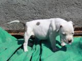 Pocketbully Bu Yavrular Kaçmaz