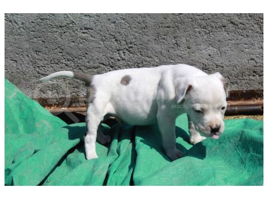 Pocketbully Bu Yavrular Kaçmaz görsel