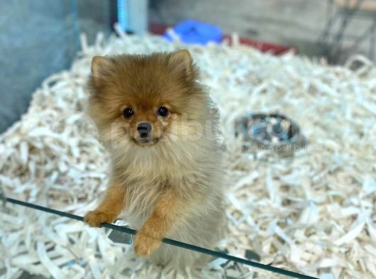 Orj.  Pomerian Boo Bebeklerimiz görsel