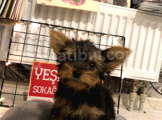 Orj. Babyface Yorkshi̇re Teri̇er Bebeklerimiz görsel