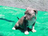 Pocketbully Bu Yavrular Kaçmaz