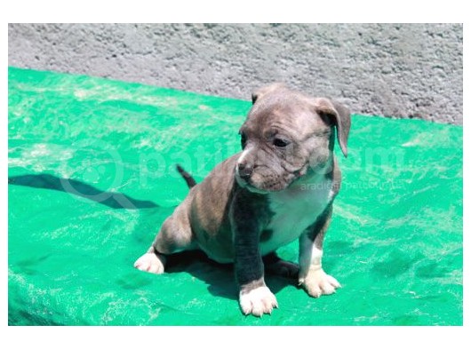 Pocketbully Bu Yavrular Kaçmaz görsel
