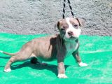 Pocketbully Bu Yavrular Kaçmaz