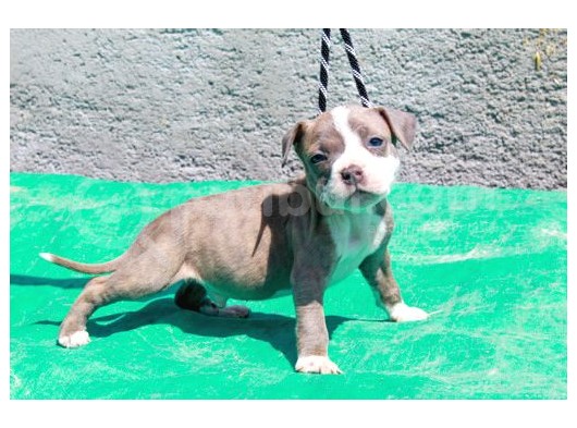 Pocketbully Bu Yavrular Kaçmaz görsel