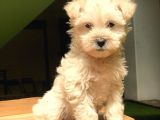 2.5 Aylik Di̇şi̇ Malti̇poo