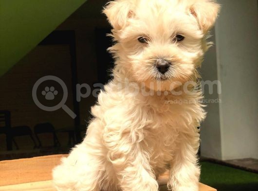 2.5 Aylik Di̇şi̇ Malti̇poo