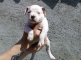 Pocketbully Bu Yavrular Kaçmaz