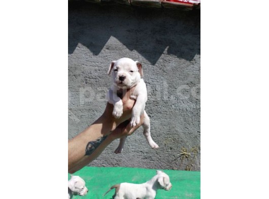 Pocketbully Bu Yavrular Kaçmaz görsel