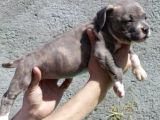 Pocketbully Bu Yavrular Kaçmaz