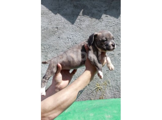 Pocketbully Bu Yavrular Kaçmaz görsel