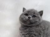 Blue Di̇şi̇ Brittish Shorthair Yavru