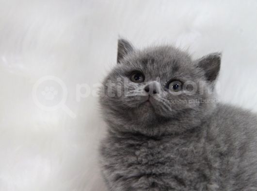 Blue Di̇şi̇ Brittish Shorthair Yavru görsel
