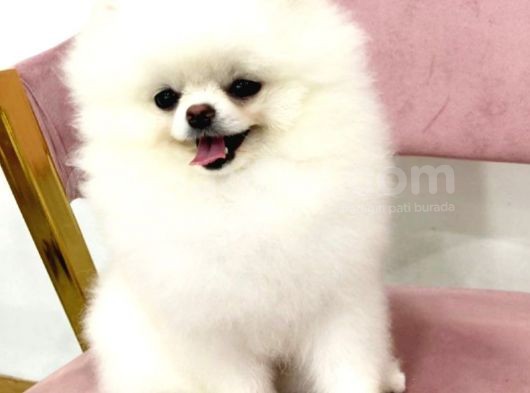 Pomerani̇an Boo Yavrulari görsel