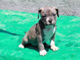 Pocketbully Bu Yavrular Kaçmaz