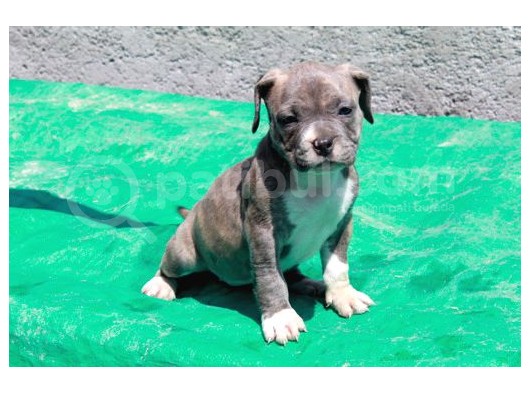 Pocketbully Bu Yavrular Kaçmaz görsel