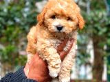 2.5 Aylik Erkek Malti̇poo