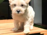 2.5 Aylik Di̇şi̇ Malti̇poo
