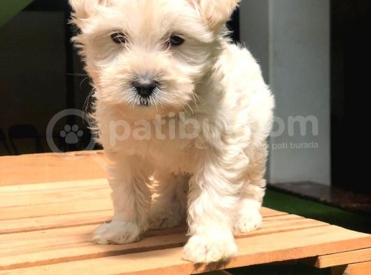 2.5 Aylik Di̇şi̇ Malti̇poo görsel