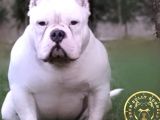 Pocketbully Bu Yavrular Kaçmaz