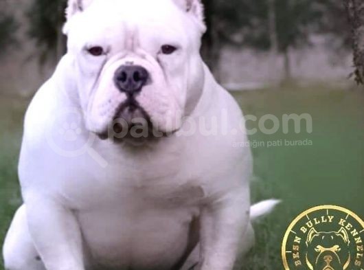 Pocketbully Bu Yavrular Kaçmaz görsel
