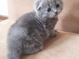 Scotti̇sh Fold Kedi̇leri̇mi̇z