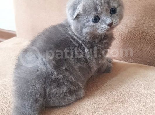Scotti̇sh Fold Kedi̇leri̇mi̇z