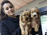 A Kali̇te Ameri̇kan Cocker Bebekleri̇mi̇z